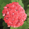 Sump Fresh 20 Pz Geranio Apple Blossom semi di fiori per la semina Dark Pink 1