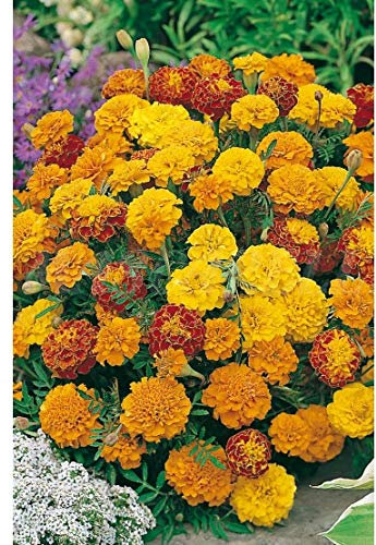 Semillas flores - Tagete enano mix - Mascarell