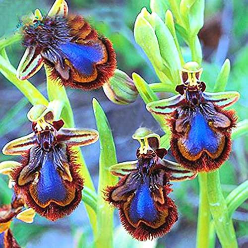 Haloppe 100 Stück Ophrys Apifera Blumen Pflanzensamen für die Bepflanzung des Hausgartens, Ophrys Apifera Samen mehrjährige natürliche Bienen-Orchideen-Blumensamen Saatgut
