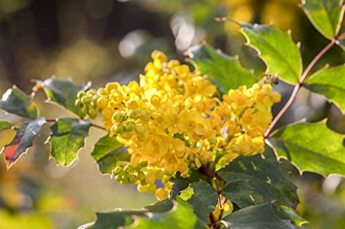Mahonia aquifolium 30-40 cm - Gewöhnliche Mahonie, gelbe Blüten, Blütezeit April-Mai, immergrün, bienenfreundlich, winterhart