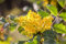 Mahonia aquifolium 30-40 cm - Gewöhnliche Mahonie, gelbe Blüten, Blütezeit April-Mai, immergrün, bienenfreundlich, winterhart