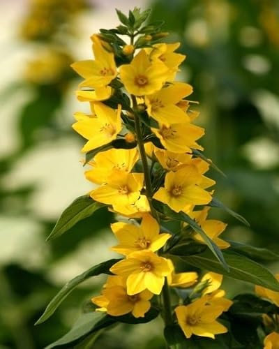 100 semi di fiori di delphinium giallo