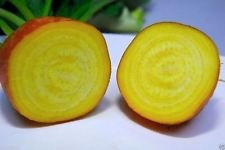 Bio-Beet, Gold Detroit 300+ Seeds-Erbstück, ausgezeichnete Wahl für Beizen!