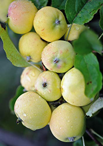 Miniapfel Gold Kitaika, Apfelbaum Uralskoe nalivnoe, Китайка Золотая