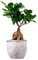 Ficus Ginseng Mini Altezza 36 cm, Pianta Vera, Pianta da Interno, con Vaso artigianale di Terracotta - Cemento