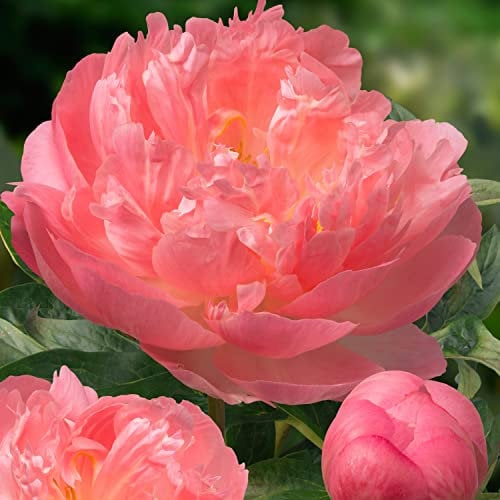 Peonia Coral Passion (1 Radice) - Grande Peonia Ibrida - Pianta Perenne Resistente al Freddo - Piante dall’Olanda per Giardino e Vaso (no Semi, Bulbi e non Artificiale)