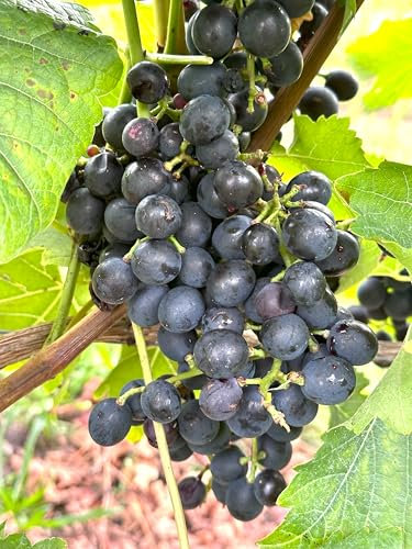 Tafeltraubenrebe Osella | Sehr früh reifend & pilzfest | Große, knackige Beeren | Perfekt für Garten, Balkon & Pergola | 3-jährige getopfte Weinrebe mit Fruchtansatz