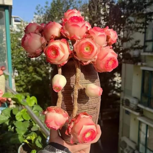 Samen mit Berg Rose Sukkulenten, seltene Sukkulenten Sorten zum Anbau von rosafarbenen Blüten, ideal für Topfpflanzen, leicht zu wachsen, geringer Wartung, 500 Stück/1000 Stück Packung 500pcs d