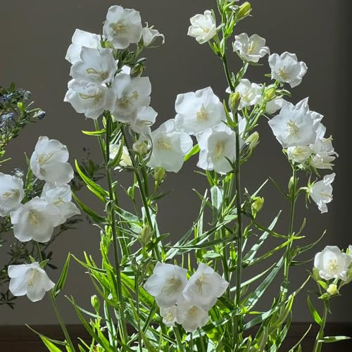 100 pcs pfirsichblättrige glockenblume samen, rankpflanzen winterhart, pflanzen geschenk (Campanula persicifolia) blumensamen bienenwiese, mini gewächshaus fensterbank pflanzen samen