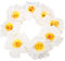 ADOCARN 10stücke Künstliche Hibiskusblüten Dekorative Kunstblumen Für Hawaii-mottopartys Hochzeiten Und DIY-projekte Leicht Und Lifelike Für Feierlichkeiten Und Tischdekoration