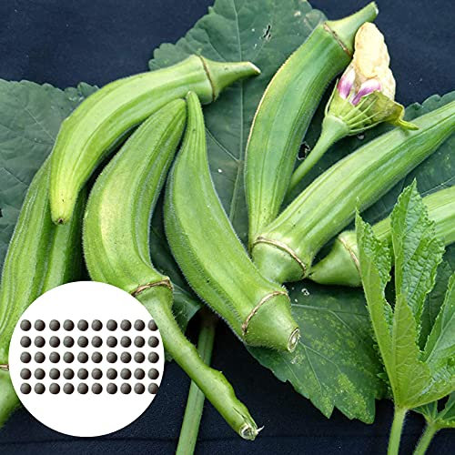 Benoon Semi di gombo, 50 pezzi/borsa Semi di gombo Piante grasse non OGM Semi di ortaggi vitali perenni per fattoria Okra Seeds