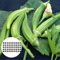 Benoon Semi di gombo, 50 pezzi/borsa Semi di gombo Piante grasse non OGM Semi di ortaggi vitali perenni per fattoria Okra Seeds