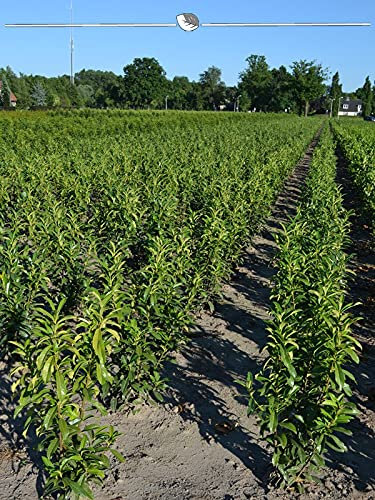 Kirschlorbeer Prunus Genolia 60-80 cm im Topf. 3 Lorbeeren. Immergrüne Hecke