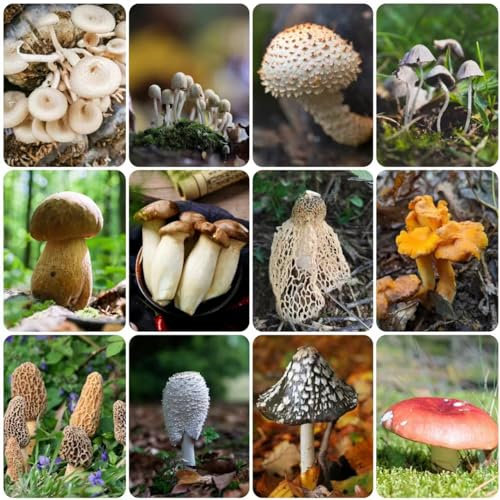 400 pcs pilze deko samen - kleine geschenke pflanzenkübel gemüsesaat pflanzensamen geschenk mushroom,fungi,pilz, gärtnern gemüse pflanzen deko büro alte gemüsesorten samen topfpflanzen