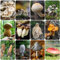 400 pcs pilze deko samen - kleine geschenke pflanzenkübel gemüsesaat pflanzensamen geschenk mushroom,fungi,pilz, gärtnern gemüse pflanzen deko büro alte gemüsesorten samen topfpflanzen