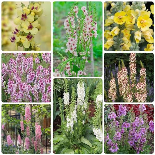 100 Pcs Königskerze Samen, Winterlinge, Gartenpflanzen Winterhart Mehrjährig (Verbascum Thapsus) Blütenmix, Stauden Winterhart Mehrjährig, Deko Blumen Wildblumensamen, Nachhaltige