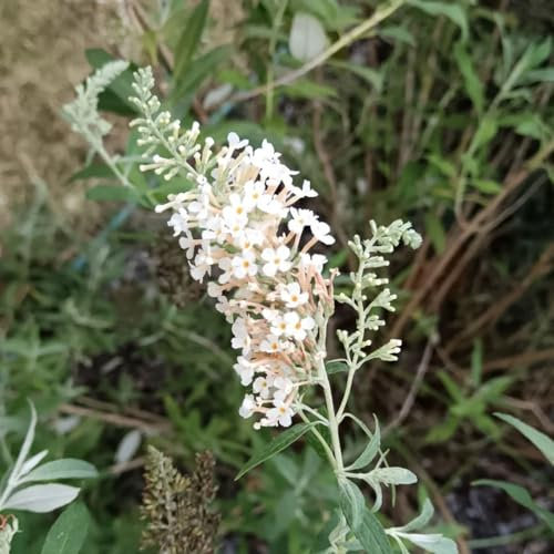 150 pcs schmetterlingsflieder samen sommerflieder balkon blumensamen balkonpflanzen (Buddleia) schnittblumen exotische pflanzen blumen balkon bonsai samen blumenstauden winterhart