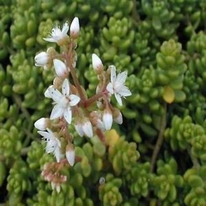 Semi Sedum Oktoberfest succulente (Sedum acre) 200 + Semi