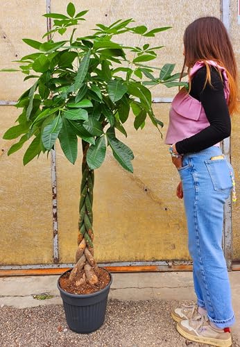 POWERS TO FLOWERS - PACHIRA ACQUATICA, altezza 170cm, pianta vera