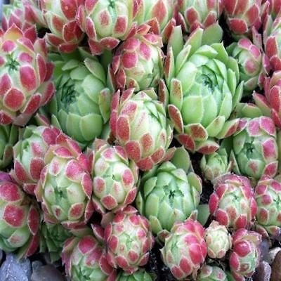Galline e pulcini succulente Mix Semi (Sempervivum Hybridum) 50 + Semi