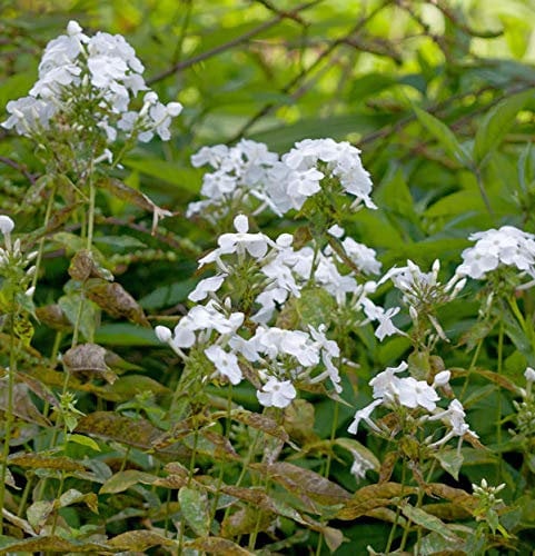 Hohe Flammenblume David - Phlox Paniculata - Gartenpflanze