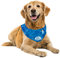 ALL FOR PAWS Cache-Cou rafraîchissant pour Chiens, Bandana glacé pour Chien, Bandana rafraîchissant pour Chien, Collier Bleu pour Chien et Chat, Refroidisseur de Cou, rafraîchissement du Cou (XL)