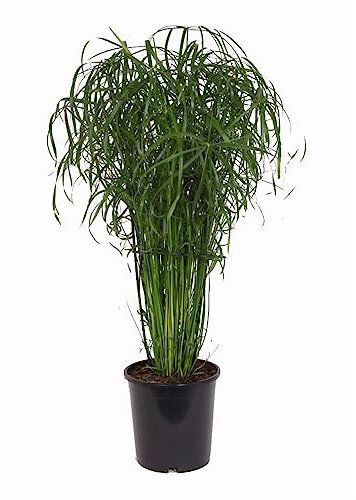Planta de Papiro Un toque Exótico y Natural para tu Espacio Acuático