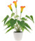 Quancru 44cm Künstliche Calla-Lilien-Blume mit weißer Vase Topf Gefälschte Pflanze Stängel Dekoration Schlafzimmer Wohnzimmer Esstisch Fotografie