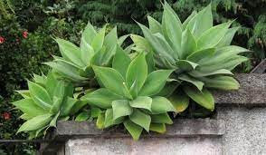 Neue frische 15 Stück AGAVE ATTENUATA Pflanzensamen