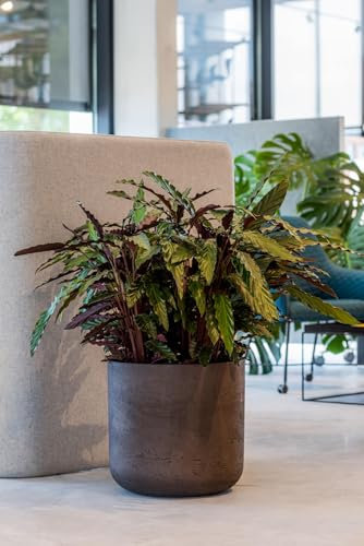 Finestgreen Charlie Pflanzgefäß Schwarz XL | Blumentopf für Innen- und Außenbereich, Frostfest, UV-Beständig, wasserdicht | Blumenkübel Betonoptik