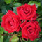 CUIKWA Strauchrose Eden Rose - Duftrose winterhart - Rosen-Blüte in lichtgelb mit rosa Rand - Pflanzen in Top Qualität-1Zwiebel-D