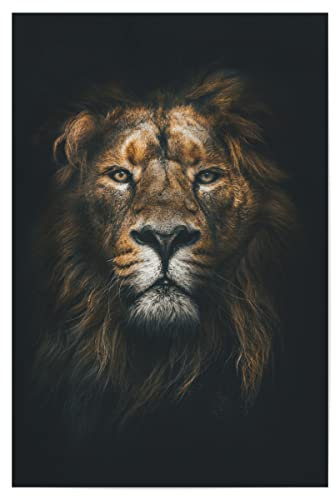 artboxONE Poster 90x60 cm Tiere Natur African Lion hochwertiger Design Kunstdruck - Bild Lion löwe