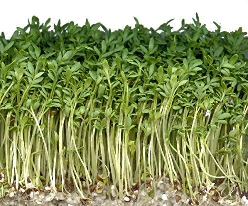 1000 Samen Gartenkresse -Lepidium sativum- -Ganzjährige Aussaat-