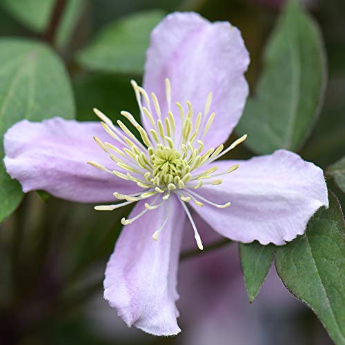 Thompson & Morgan Hardy Perennial Clematis Montana ‘Elizabeth’ Summer Flowering Scented Potted Garden Plants Ideal for Cottage Gardens, Walls, Fences, Patio and Containers (1 x 2.5 Litre Pot)