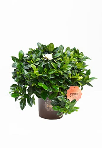 Vannucci Piante - Gardenia augusta (G. florida), Pianta vera, Pianta da esterno