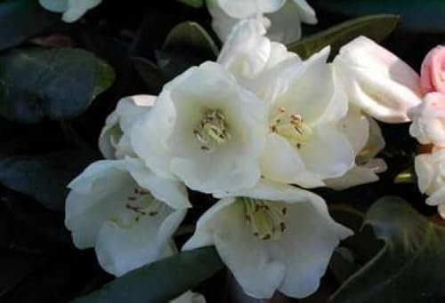 Ball-Rhododendron Pfirsichcocktail - Rhododendron yakushimanum Pfirsichcocktail (25-30)