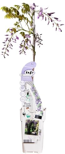 Glycine 'Caroline' – 65 cm – Ø 15 – Kletterpflanze mit Blumen