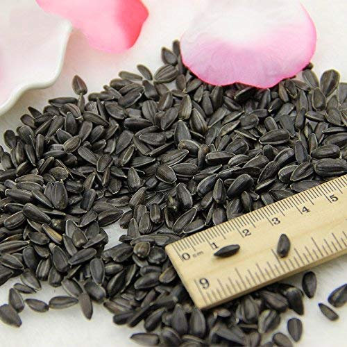 Neue Frische 100 Stück Roter Weihnachtsstern Semi di piante