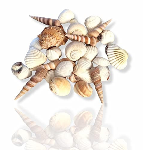 Antevia Deko-Muscheln für Aquarien, 250 g, über 10 Modi, Muscheln oder Aquarium, Farbe: Beige und Weiß (Shells L1)