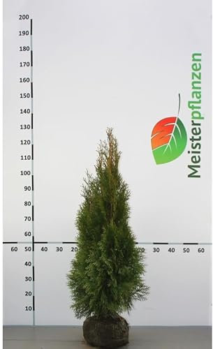 Lebensbaum Thuja Smaragd 100-120 cm. 100 Koniferen. Immergrüne Heckenpflanze
