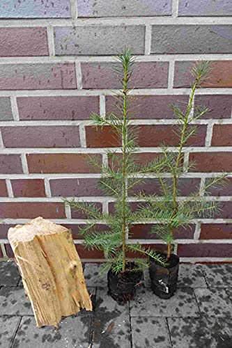 5st. Douglasien 20-40cm im Topf Forstpflanzen Pseudotsuga menziesii viridis Douglasie Nadelgehölze
