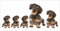 AdriLeo - Aufkleber 5er-Set - Dackel Rauhaarteckel - Deko Autoaufkleber Sticker Hund Rauhaardackel