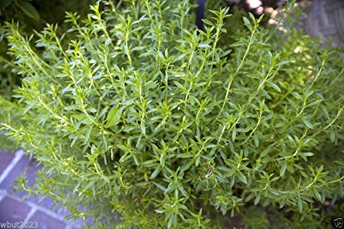 Graines De Sarriette D'Hiver - Satureja Montana, Une Herbe Incontournable Pour Le Jardin D'Herbes Aromatiques Paquet De 100 Graines