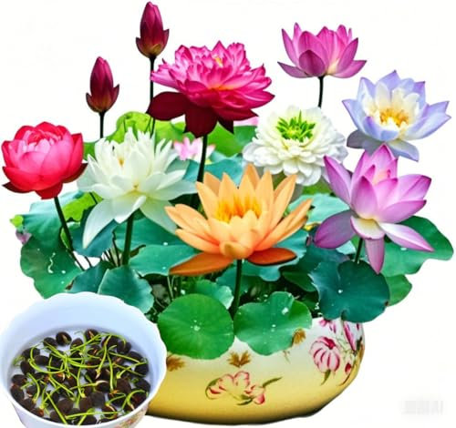 Lotus-Blumen Samen, 30 Stück Lotus Seeds, Mehrfarbige Wasserlilien für Teich und Garten