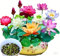Lotus-Blumen Samen, 30 Stück Lotus Seeds, Mehrfarbige Wasserlilien für Teich und Garten