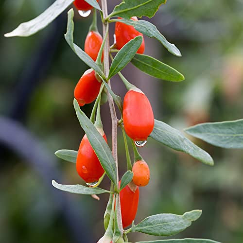 Goji Berry Plant 'Sweet Lifeberry' Lycium barbarum halimifolium Hardy Shrub Lavender-Pink Blooms Low-Maintenance Easy to Grow Fruit 1 x 3.6 Litre Potted Plants By Thompson and Morgan