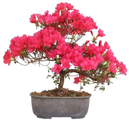 KENTIS - Bonsaï Azalée Satsuky - Rhododendron Indicum - Bonsaï Japonais Original - Vraies Plantes d'Extérieur Fabriquées au Japon - H 25-30 cm Pot Ø 15 cm