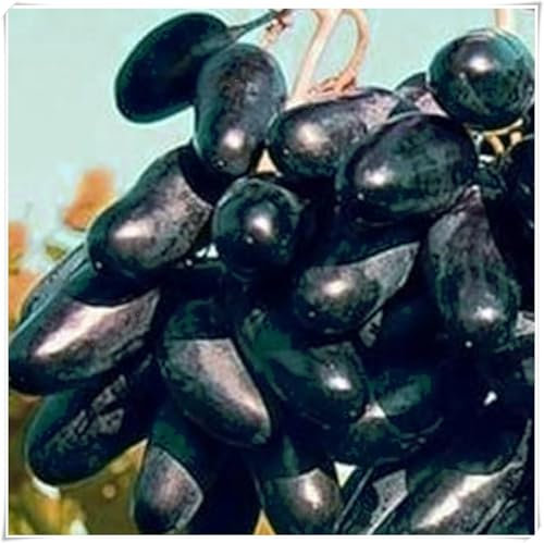 Weintrauben pflanzen,wein pflanze winterhart,Tafel-Traube,Weinreben kaufen,winterhart mehrjährig,Gartendekoration,Breite Verwendung,fruchtig und duftend.-2zwiebeln-C