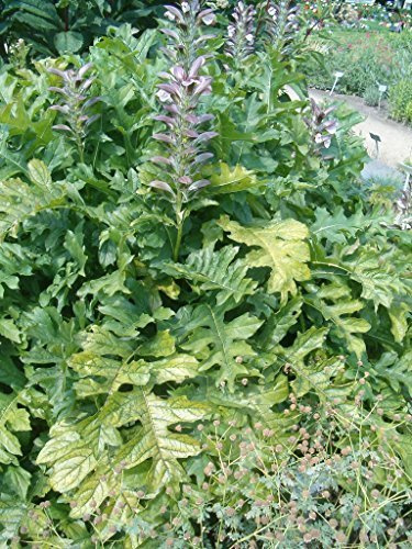 Acanthus hungaricus Balkan-Akanthus, Bärenklau Staude Topf gewachsen im Topf (20x20cm Topf)