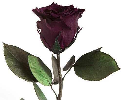 Infinity Rose Dunkel-Violett - 45-50cm haltbare Rosen bis zu 3 Jahre - zum Verschenken und zum Dekorieren für Geschenkideen für Männer zum Geburtstag Infinity Rosen Geschenk Mann (Dunkelviolett)